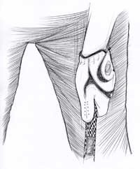 Le grip: main gauche